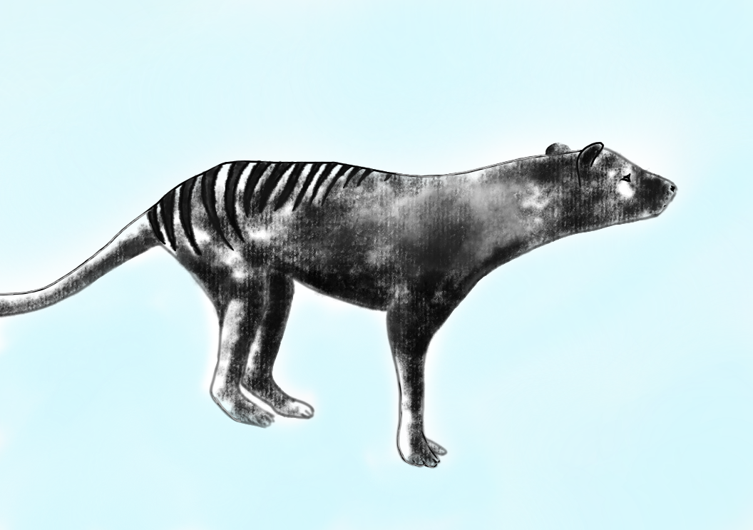 Resurrecting the Tasmanian tiger