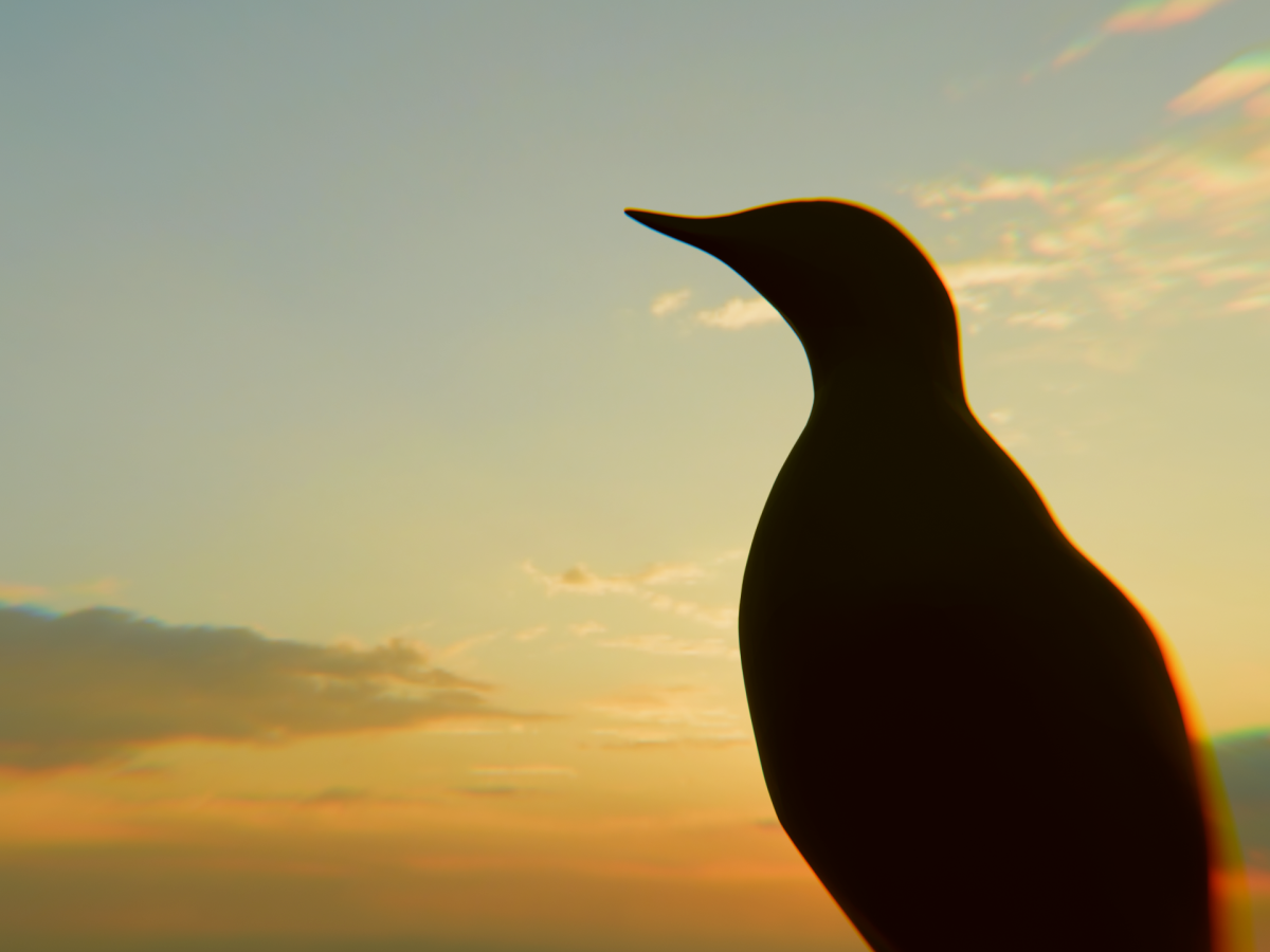 An Aldabra admiring the sunset.