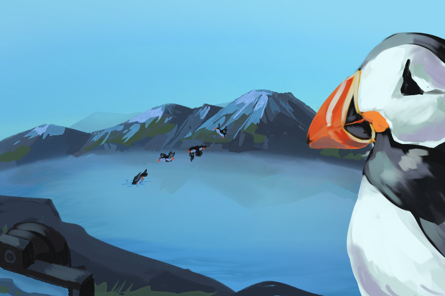 An Atlantic Puffin watches as other puffins are photographed by a camera.