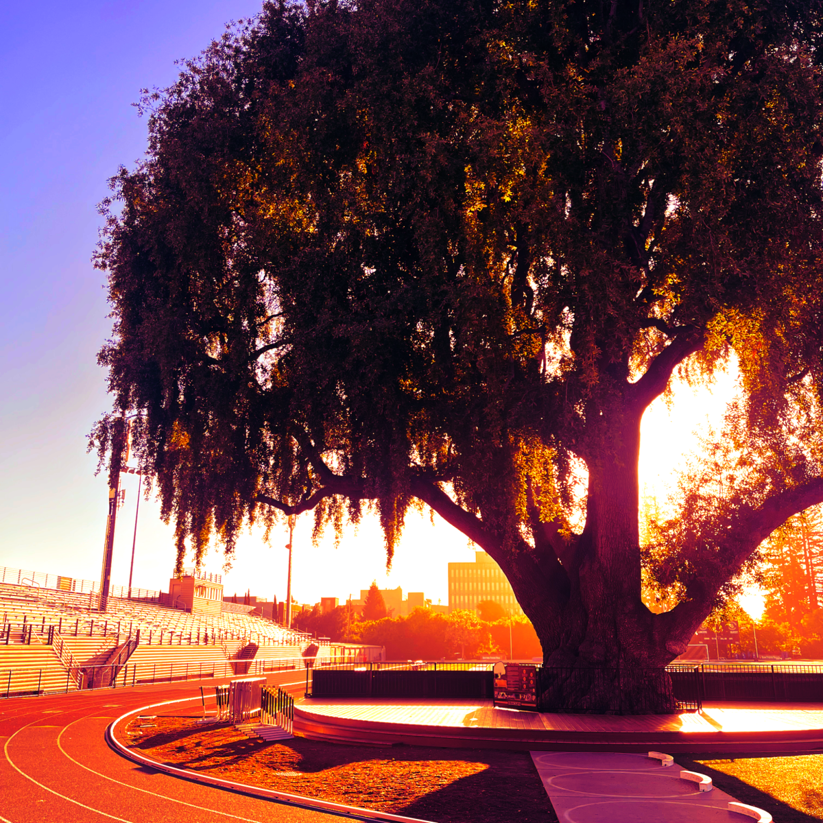 A nostalgic photo of our iconic school tree—may I say our mascot.
