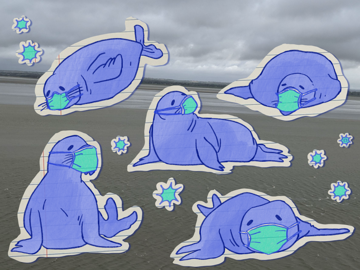 A group of sick seals.