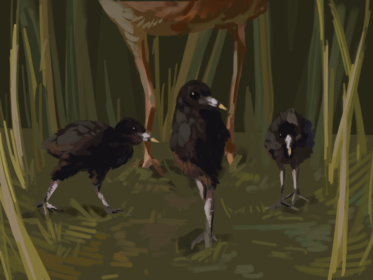 Hidden within the cordgrass, a trio of young California clapper rails walk underfoot their mother.