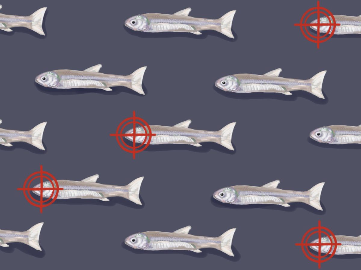 The delta smelt is a tiny, critically endangered fish native only to the San Francisco Bay-Delta in California.