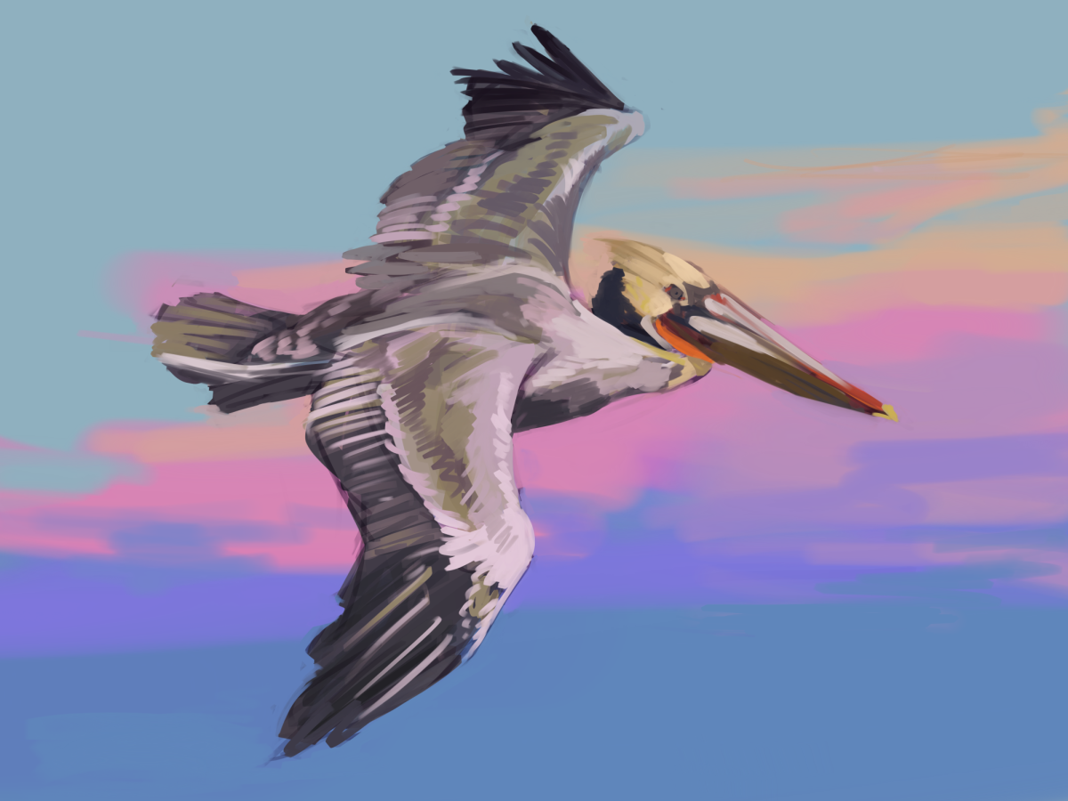 The magnificent California brown pelican glides through the sky.